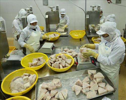 Chế biến sản phẩm cá ngừ đông lạnh tại nhà máy của Công ty Cổ phần Thủy sản Bình Định. Ảnh: Vũ Sinh – TTXVN Chế biến sản phẩm cá ngừ đông lạnh tại nhà máy của Công ty Cổ phần Thủy sản Bình Định. Ảnh: Vũ Sinh – TTXVN