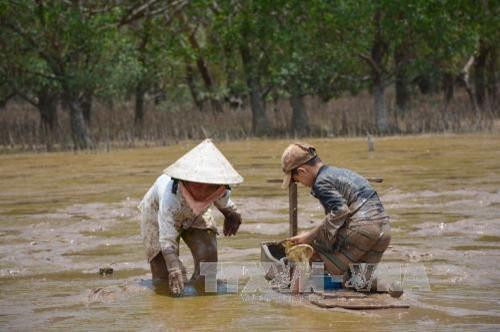Nghề “trượt mong” ở Trần Đề ảnh 3 Nghề “trượt mong” ở Trần Đề ảnh 3