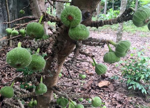 Cây vả được trồng nhiều ở vùng bãi bồi Nguyệt Biều, thành phố Huế.