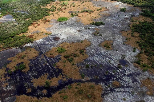 Hàng ngàn ha rừng tràm đã khô, cạn nước tại Khu bảo tồn đất ngập nước Láng Sen - khu Ramsar thứ 7 của Việt Nam.