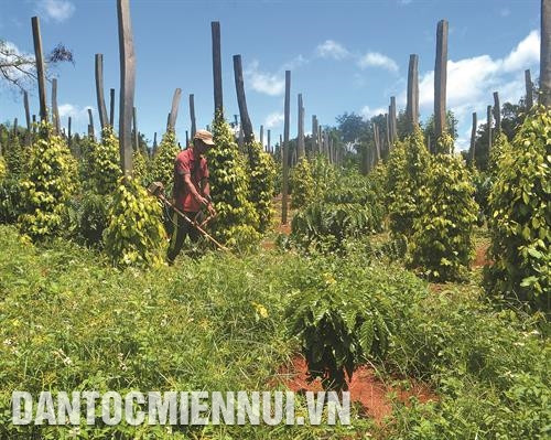 100% tuyến đường liên thôn ở xã Thuận Hạnh đã và đang được bê tông hóa. Ảnh: Thanh Bình Mùa thu hoạch bắp cải ở thôn Thuận Trung, xã Thuận Hạnh. Ảnh: Thanh Bình Nông dân thôn Thuận Lợi, xã Thuận Hạnh chăm sóc cây cà phê. Ảnh: Thanh Bình