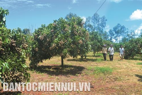 Người dân đến tham quan mô hình trồng nhãn Hưng Yên của gia đình anh Nguyễn Đình Nắp ở thôn Thuận Nghĩa, xã Thuận Hạnh. Ảnh: Thanh Bình