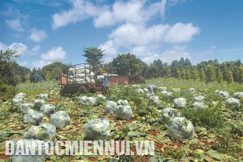 100% tuyến đường liên thôn ở xã Thuận Hạnh đã và đang được bê tông hóa. Ảnh: Thanh Bình Mùa thu hoạch bắp cải ở thôn Thuận Trung, xã Thuận Hạnh. Ảnh: Thanh Bình Nông dân thôn Thuận Lợi, xã Thuận Hạnh chăm sóc cây cà phê. Ảnh: Thanh Bình