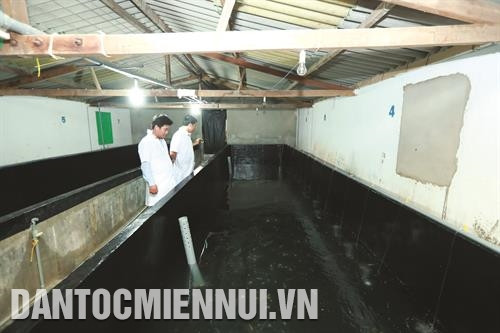 Ninh Thuận hiện có gần 500 cơ sở sản xuất tôm giống, hàng năm cung cấp cho thị trường từ 25 - 30 tỷ con tôm giống Ninh Thuận. Ảnh: Hoàng Hà