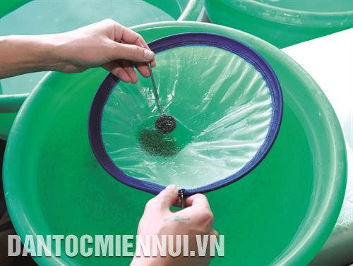 Công đoạn chọn lọc tôm giống. Ảnh: Hoàng Hà