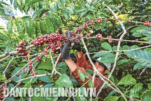 Nhờ ứng dụng công nghệ trồng cà phê theo mô hình hữu cơ, đồng bào dân tộc ở Gia Lai đã tạo nên một loại cà phê ngon, sạch từ nông trại cho đến ly cà phê. Ảnh: Hồng Điệp Nhờ ứng dụng công nghệ trồng cà phê theo mô hình hữu cơ, đồng bào dân tộc ở Gia Lai đã tạo nên một loại cà phê ngon, sạch từ nông trại cho đến ly cà phê. Ảnh: Hồng Điệp
