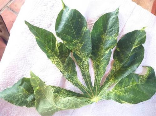 Lá sắn bị bệnh khảm lá nhẹ. Ảnh : khuyennongvn.gov.vn Lá sắn bị bệnh khảm lá nhẹ. Ảnh : khuyennongvn.gov.vn