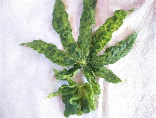 Lá sắn bị bệnh khảm lá nặng.Ảnh : khuyennongvn.gov.vn Lá sắn bị bệnh khảm lá nặng.Ảnh : khuyennongvn.gov.vn