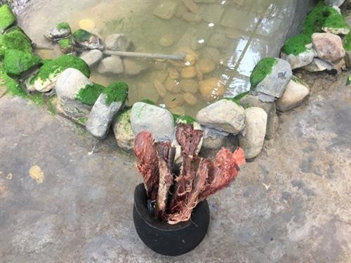 Vỏ cây T'nung (giống thân cây lộc vừng) dùng để phết lên thân gốm tạo màu đen bóng và bền. Ảnh Hà Linh