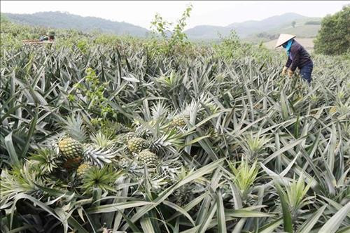 Giá dứa ổn định khiến nông dân phấn khởi. Ảnh: Nguyễn Oanh-TTXVN Giá dứa ổn định khiến nông dân phấn khởi. Ảnh: Nguyễn Oanh-TTXVN