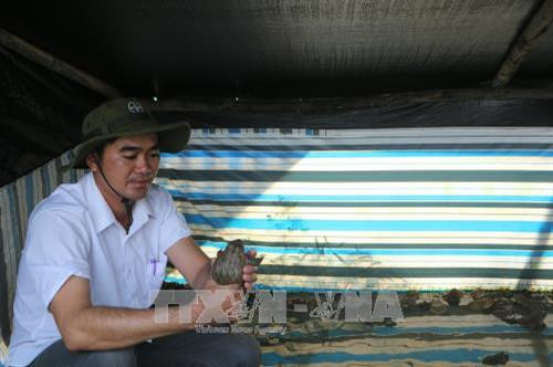 Anh Cao Phú Khánh kiểm tra sự sinh trưởng của ếch do anh nuôi. Ảnh: Thanh Bình-TTXVN Anh Cao Phú Khánh kiểm tra sự sinh trưởng của ếch do anh nuôi. Ảnh: Thanh Bình-TTXVN