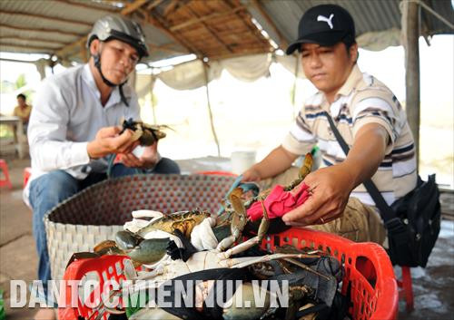 Cua biển, một trong những loại thủy sản đặc trưng của vùng Miệt Thứ (Kiên Giang)