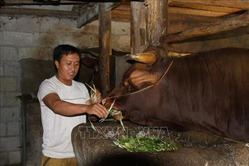 Lầu Sính Sủng, thôn Sà Tủng Chứ, xã Sính Lủng, huyện Đồng Văn (Hà Giang) chăm sóc đàn bò của gia đình. Ảnh: Nguyễn Chiến - TTXVN Lầu Sính Sủng, thôn Sà Tủng Chứ, xã Sính Lủng, huyện Đồng Văn (Hà Giang) chăm sóc đàn bò của gia đình. Ảnh: Nguyễn Chiến - TTXVN
