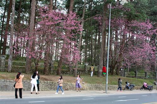 Du khách hào hứng với hoa anh đào bên đường Trần Hưng Đạo (Đà Lạt). Ảnh : Chu Quốc Hùng - TTXVN