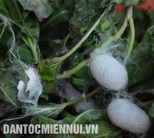 Cứ 1 ha dâu có thể nuôi được 32 hộp trứng/năm, trừ mọi chi phí, thu nhập bình quân của mỗi hộ có thể đạt 12 triệu đồng/người/tháng, cao gấp 4 lần so với sản xuất cây màu hoặc các công việc khác. Ảnh: Khoa Trương Một chu kỳ nuôi tằm kéo dài từ 15 - 16 ngày. Ảnh: Nguyễn Hoàng