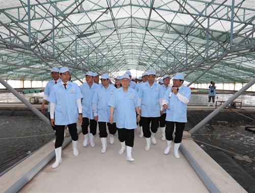 Tổng Bí thư Nguyễn Phú Trọng thăm mô hình nuôi tôm siêu thâm canh trong khu nhà kín của Công ty Cổ phần Việt Úc- Bạc Liêu ở xã Vĩnh Thịnh, huyện Hòa Bình . Ảnh : Trí Dũng – TTXVN