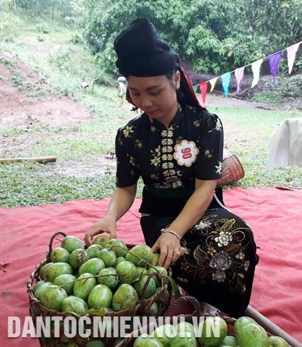 Xoài Sơn La cho quả to, thịt dày, hương vị thơm ngon đặc trưng. Ảnh: Nguyễn Cường Xoài Sơn La cho quả to, thịt dày, hương vị thơm ngon đặc trưng. Ảnh: Nguyễn Cường