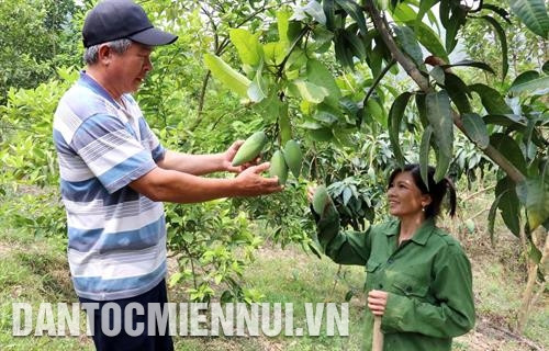 Nhờ trồng 3.600 gốc xoài, cam, gia đình anh Vì Văn Lương ở bản Nà Sài, xã Hua Păng, huyện Mộc Châu có thu nhập 150 triệu đồng/năm. Ảnh: Nguyễn Cường Nhờ trồng 3.600 gốc xoài, cam, gia đình anh Vì Văn Lương ở bản Nà Sài, xã Hua Păng, huyện Mộc Châu có thu nhập 150 triệu đồng/năm. Ảnh: Nguyễn Cường