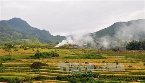 Tả Giàng Phình (Sa Pa) vào mùa lúa chín. Ảnh: Thu Hương - TTXVN Tả Giàng Phình (Sa Pa) vào mùa lúa chín. Ảnh: Thu Hương - TTXVN