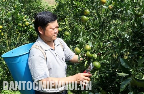 Phù hợp với khí hậu và thổ nhưỡng đặc trưng của vùng, quýt Mường Khương thường cho chất lượng vượt trội: quả to, mọng nước, vị ngọt, thơm đặc trưng. Ảnh: Quốc Khánh Phù hợp với khí hậu và thổ nhưỡng đặc trưng của vùng, quýt Mường Khương thường cho chất lượng vượt trội: quả to, mọng nước, vị ngọt, thơm đặc trưng. Ảnh: Quốc Khánh
