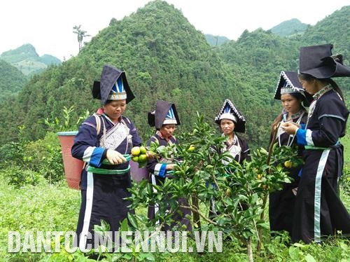 Hàng trăm hộ đồng bào Pa Dí, Phù Lá, Nùng… ở các thôn: Chúng Chải A, Chúng Chải B, Sả Hồ của thị trấn Mường Khương đã chuyển đổi đất ruộng thiếu nước sang trồng quýt, đời sống cải thiện đáng kể. Ảnh: Hoàng Hà Hàng trăm hộ đồng bào Pa Dí, Phù Lá, Nùng… ở các thôn: Chúng Chải A, Chúng Chải B, Sả Hồ của thị trấn Mường Khương đã chuyển đổi đất ruộng thiếu nước sang trồng quýt, đời sống cải thiện đáng kể. Ảnh: Hoàng Hà