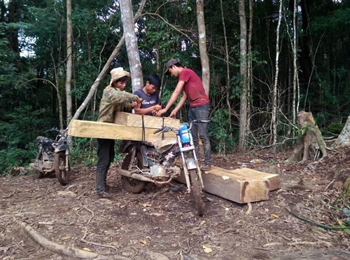 Lâm tặc công khai bốc xếp, vận chuyển gỗ lậu trên địa bàn xã Đăk Nhoong (Ảnh chụp ngày 20/6/2016). Lâm tặc công khai bốc xếp, vận chuyển gỗ lậu trên địa bàn xã Đăk Nhoong (Ảnh chụp ngày 20/6/2016).