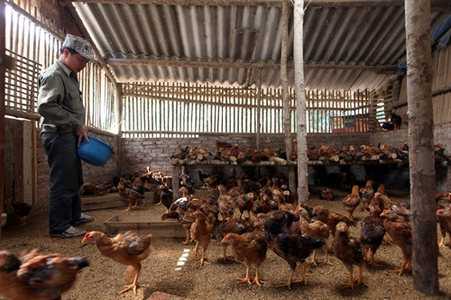 Anh Dũng chăm sóc đàn gà lai.