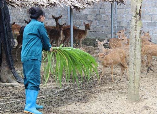 Xã viên Hợp tác xã chăm sóc đàn hươu. Ảnh: Hoàng Nguyên - TTXVN Xã viên Hợp tác xã chăm sóc đàn hươu. Ảnh: Hoàng Nguyên - TTXVN