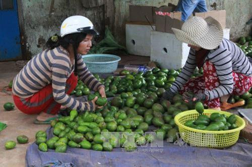 Nông dân huyện Cư M’gar phân loại quả bơ trước khi đưa ra thị trường. Ảnh: Phạm Cường-TTXVN Nông dân huyện Cư M’gar phân loại quả bơ trước khi đưa ra thị trường. Ảnh: Phạm Cường-TTXVN