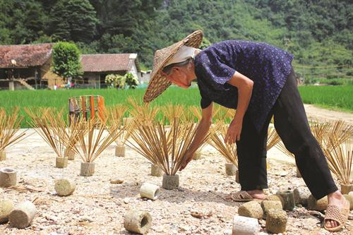 Nghề làm hương của người Nùng ảnh 3 Nghề làm hương của người Nùng ảnh 3