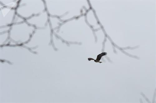 Chim đại bàng đuôi trắng trong Khu bảo tồn thiên nhiên Kurilsky.