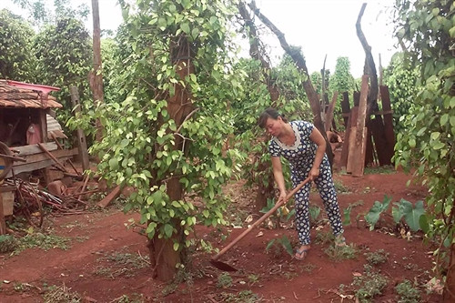 Bà Nguyễn Thị Chín, thôn Phú Vinh, xã Ia Blứh đang cố gắng chăm sóc vườn tiêu đang chuẩn bị khô cháy của mình. Ảnh: Ngọc Thu Bà Nguyễn Thị Chín, thôn Phú Vinh, xã Ia Blứh đang cố gắng chăm sóc vườn tiêu đang chuẩn bị khô cháy của mình. Ảnh: Ngọc Thu