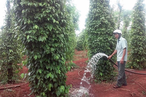 Ông Đặng Thanh Long, thôn Phú Vinh, xã Ia Blứh đang tận dụng những giọt nước hiếm hoi để tưới cho vườn tiêu của mình. Ảnh: Ngọc Thu Ông Đặng Thanh Long, thôn Phú Vinh, xã Ia Blứh đang tận dụng những giọt nước hiếm hoi để tưới cho vườn tiêu của mình. Ảnh: Ngọc Thu