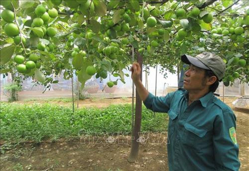 Nông dân huyện Ninh Phước, Ninh Thuận chăm sóc vườn táo bao lưới. Ảnh: Nguyễn Thành - TTXVN Nông dân huyện Ninh Phước, Ninh Thuận chăm sóc vườn táo bao lưới. Ảnh: Nguyễn Thành - TTXVN