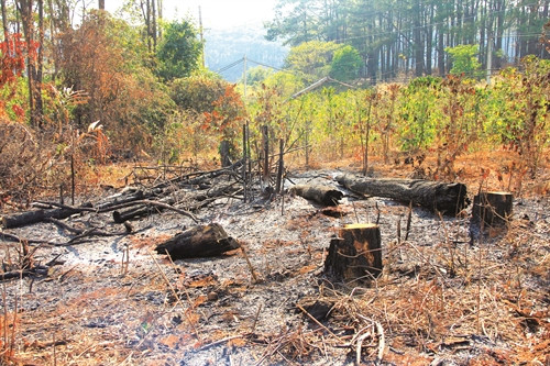 Rừng thông bị lâm tặc ngang nhiên đốt phá.