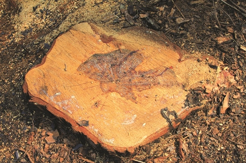 Một gốc thông lớn vừa bị lâm tặc chặt phá.