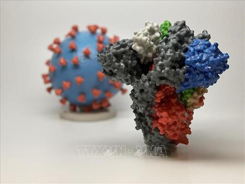 Hình ảnh 3D của virus SARS-CoV-2 (phía sau) và cấu trúc phân tử giúp SARS-2-CoV xâm nhập tế bào con người (phía trước). Ảnh: AFP/TTXVN Hình ảnh 3D của virus SARS-CoV-2 (phía sau) và cấu trúc phân tử giúp SARS-2-CoV xâm nhập tế bào con người (phía trước). Ảnh: AFP/TTXVN