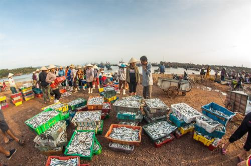 Cá khô được người dân đánh bắt về chế biến, phơi khô trên khắp các lối đi mỗi thôn xóm. Ảnh: Trọng Đạt - TTXVN Cá khô được người dân đánh bắt về chế biến, phơi khô trên khắp các lối đi mỗi thôn xóm. Ảnh: Trọng Đạt - TTXVN Bến thuyền tấp nập mỗi khi cá về vào buổi sáng hoặc chiều trên đảo Nghi Sơn. Ảnh: Trọng Đạt - TTXVN Một góc bến thuyền trên xã đảo Nghi Sơn và khu vực cầu cảng nước sâu Nghi Sơn. Ảnh: Trọng Đạt - TTXVN Bến thuyền tấp nập mỗi khi cá về vào buổi sáng hoặc chiều trên đảo Nghi Sơn. Ảnh: Trọng Đạt - TTXVN Một góc xã đảo Nghi Sơn bên biển xanh thơ mộng. Ảnh: Trọng Đạt - TTXVN Bến thuyền trên xã đảo Nghi Sơn. Ảnh: Trọng Đạt - TTXVN Nhộn nhịp bến thuyền trên xã đảo Nghi Sơn. Ảnh: Trọng Đạt - TTXVN Chiều về trên cảng cá Nghi Sơn. Ảnh: Trọng Đạt - TTXVN Cá khô được người dân đánh bắt về chế biến, phơi khô trên khắp các lối đi mỗi thôn xóm. Ảnh: Trọng Đạt - TTXVN Cá khô được người dân đánh bắt về chế biến, phơi khô trên khắp các lối đi mỗi thôn xóm. Ảnh: Trọng Đạt - TTXVN Bến thuyền tấp nập mỗi khi cá về vào buổi sáng hoặc chiều trên đảo Nghi Sơn. Ảnh: Trọng Đạt - TTXVN Một góc bến thuyền trên xã đảo Nghi Sơn và khu vực cầu cảng nước sâu Nghi Sơn. Ảnh: Trọng Đạt - TTXVN Bến thuyền tấp nập mỗi khi cá về vào buổi sáng hoặc chiều trên đảo Nghi Sơn. Ảnh: Trọng Đạt - TTXVN Một góc xã đảo Nghi Sơn bên biển xanh thơ mộng. Ảnh: Trọng Đạt - TTXVN Bến thuyền trên xã đảo Nghi Sơn. Ảnh: Trọng Đạt - TTXVN Nhộn nhịp bến thuyền trên xã đảo Nghi Sơn. Ảnh: Trọng Đạt - TTXVN Chiều về trên cảng cá Nghi Sơn. Ảnh: Trọng Đạt - TTXVN