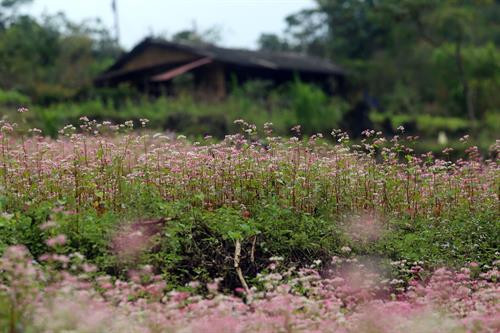 Hoa Tam giác mạch còn được gọi là kiều mạch, có hoa mọc thành chùm với vòng đời khoảng 1 tháng, khi mới nở có màu trắng li ti, sau chuyển sang phớt hồng, ánh tím và cuối cùng là đỏ sậm. Ảnh: Huy Hùng – TTXVN Hoa Tam giác mạch còn được gọi là kiều mạch, có hoa mọc thành chùm với vòng đời khoảng 1 tháng, khi mới nở có màu trắng li ti, sau chuyển sang phớt hồng, ánh tím và cuối cùng là đỏ sậm. Ảnh: Huy Hùng – TTXVN