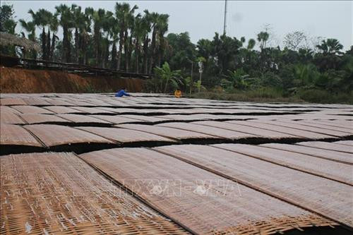 Hộ gia đình bà Vũ Thị Chín, thôn 6, xã Giới Phiên, thành phố Yên Bái đang phơi miến chuẩn bị phục vụ thị trường Tết. Ảnh: Đinh Thùy-TTXVN Hộ gia đình bà Vũ Thị Chín, thôn 6, xã Giới Phiên, thành phố Yên Bái đang phơi miến chuẩn bị phục vụ thị trường Tết. Ảnh: Đinh Thùy-TTXVN