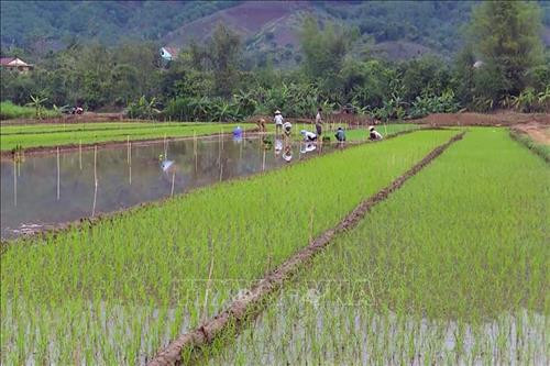 Được sự tuyên truyền của chính quyền, người dân vùng lũ Mường La đã khôi phục diện tích ruộng nước. Ảnh: Hữu Quyết - TTXVN Được sự tuyên truyền của chính quyền, người dân vùng lũ Mường La đã khôi phục diện tích ruộng nước. Ảnh: Hữu Quyết - TTXVN