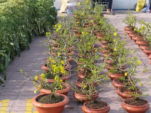 Kỹ thuật trồng và bón phân cho cây mai Kỹ thuật trồng và bón phân cho cây mai