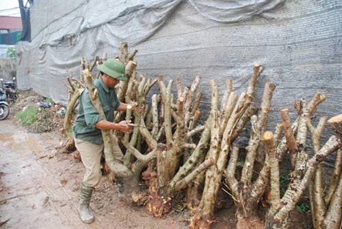 Làng đào Nhật Tân nhộn nhịp trước Tết ảnh 10