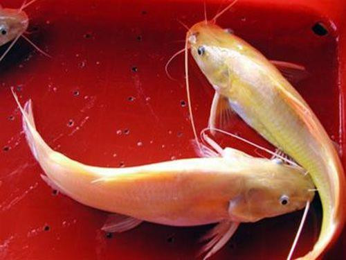 Cá lăng vàng cá bản địa có thịt thơm ngon và bổ dưỡng. Ảnh: muabancongiong.com Cá lăng vàng cá bản địa có thịt thơm ngon và bổ dưỡng. Ảnh: muabancongiong.com