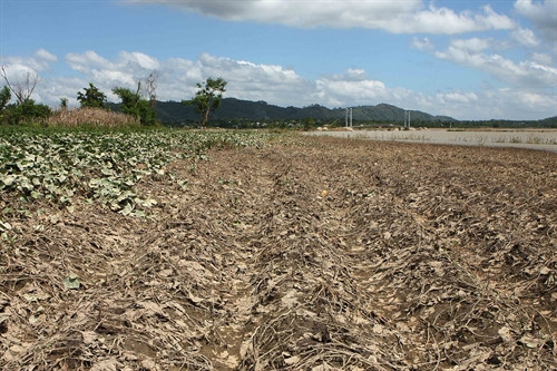 Nhiều diện tích khoai lang ở huyện Krông Ana bị mất trắng. Nhiều diện tích khoai lang ở huyện Krông Ana bị mất trắng.