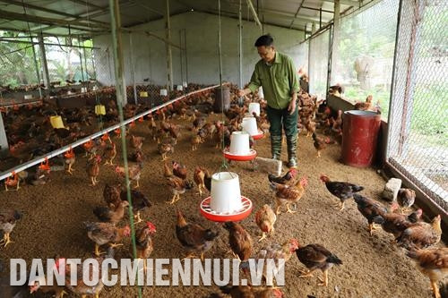 Trại nuôi gà của ông Lý Văn Thiệp. Ảnh: An Thành Đạt