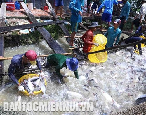 Lựa chọn cá tra đạt từ 0,7 - 1,5 kg/con để thu hoạch, giữ lại cá cỡ nhỏ hơn. Ảnh: Vũ Sinh Lựa chọn cá tra đạt từ 0,7 - 1,5 kg/con để thu hoạch, giữ lại cá cỡ nhỏ hơn. Ảnh: Vũ Sinh