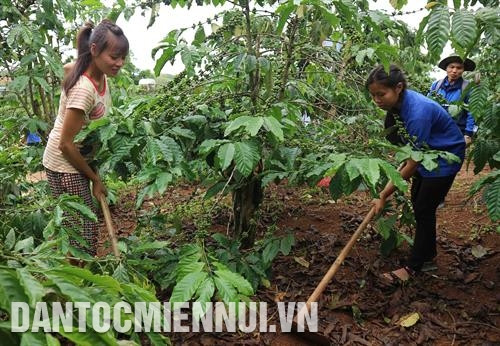 Tổ chức làm sạch cỏ, tiến hành tỉa cây che bóng để tăng cường ánh sáng cho vườn cà phê, góp phần hạn chế rụng quả, giảm năng suất cà phê trong mùa mưa. Ảnh: Ngọc Dũng Tổ chức làm sạch cỏ, tiến hành tỉa cây che bóng để tăng cường ánh sáng cho vườn cà phê, góp phần hạn chế rụng quả, giảm năng suất cà phê trong mùa mưa. Ảnh: Ngọc Dũng