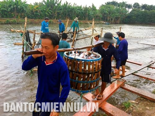 Cá tra sau khoảng 10 tháng là có thể thu hoạch. Ảnh: Thanh Liêm Cá tra sau khoảng 10 tháng là có thể thu hoạch. Ảnh: Thanh Liêm