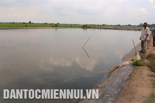 Ao nuôi cá tra phải có diện tích từ 500 m2 trở lên, độ sâu của nước từ 1,5 - 2 m. Ảnh: Anh Đức Ao nuôi cá tra phải có diện tích từ 500 m2 trở lên, độ sâu của nước từ 1,5 - 2 m. Ảnh: Anh Đức